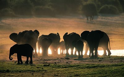 the herd, elephants, morning, bathing