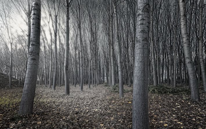 grigio alberi, foresta, inverno, solitudine