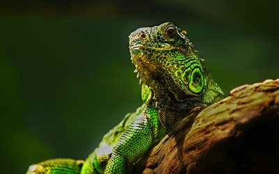 green lizard, stone, wildlife, dick nature