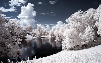 este invierno, cubierto de nieve, los árboles, noruega