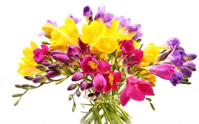 프리지아, yaskrava 꽃다발, 밝은 꽃다발, anomatheca