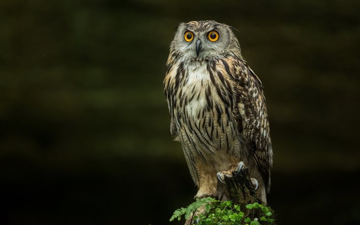 owl, photo, a wise bird