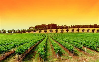 vingårdarna, solnedgången, spanien