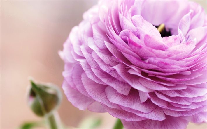 एक प्रकार का फूल, गुलाबी buttercups, बटरकप