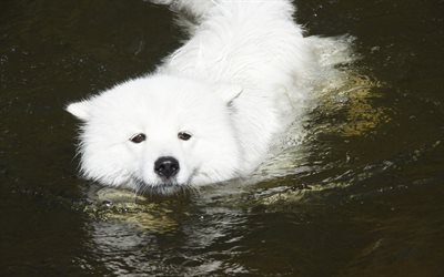 कुत्ता तैरता है, साइबेरियाई कर्कश, samoyed, फोटो
