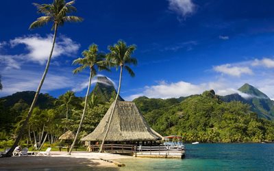 die strände von tahiti, tahiti, französisch-polynesien, palmen
