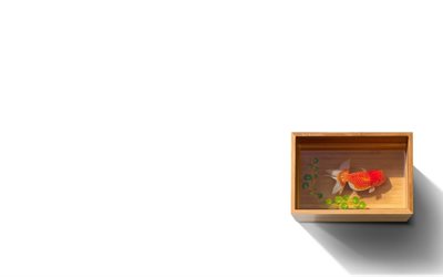 goldfish, wooden aquarium, gold reebok