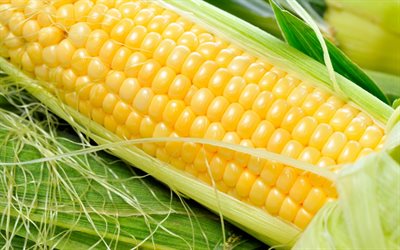 corn, ripe corn, photo of corn
