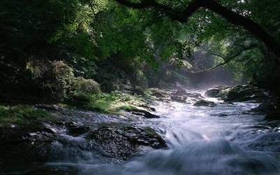fast river, forest, moisture, freshness