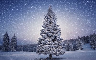 森林, ツリー, 雪の木, 冬, 新年, yalinka