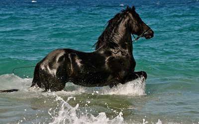 schwarzes pferd, pferd