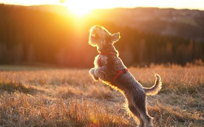 gioco, il cane, il tramonto, i terrier, i raggi del sole