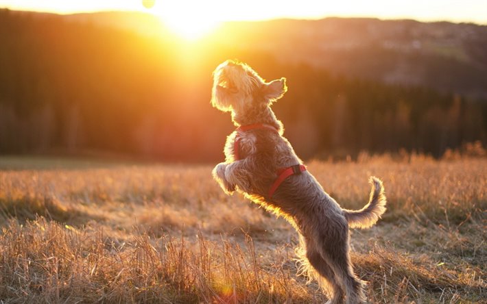 vilt, hund, solnedgång, terrier, solens strålar