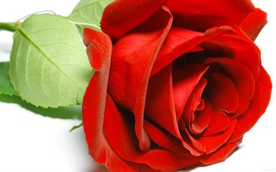 photo, red rose, chervona troyanda