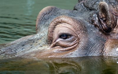 hippo, die augen von einem nilpferd, fluss