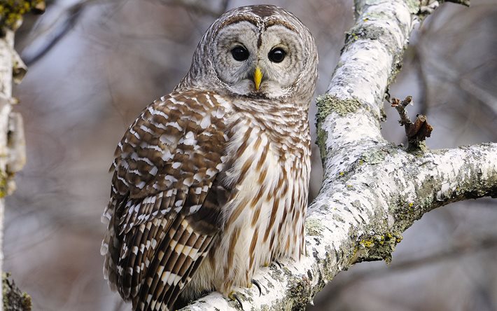 photos of owls, owl, winter