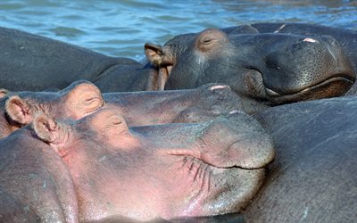 hippos, africa, a pair of hippos, begemotik