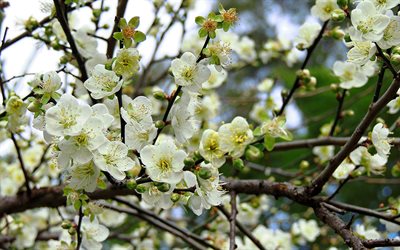 fiori di albicocca, primavera