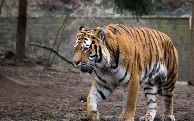 the amur tigre, tigre