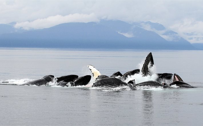 whales, a flock of whales, killer whales
