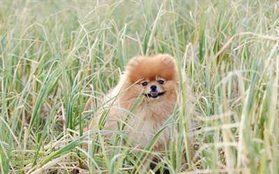 포메 라니아, 귀여운 강아지, 애완동물