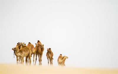 le désert, les chameaux, les postale