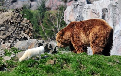 भालू, लोमड़ी, एक अप्रत्याशित बैठक