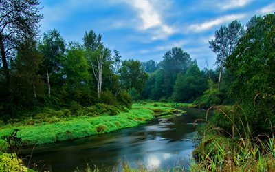 morning, river, green forest