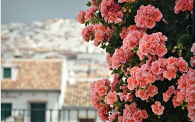 rosa blommor, blomsterdekoration