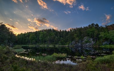 forest, untouched nature, evening, the lake