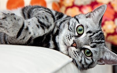 hermoso gato, el gato gris, fotos de gatos