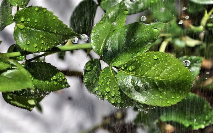 비, 빗방울이, 슬, 젖은잎