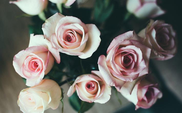 गुलाब, गुलाबी गुलाब के फूल, गुलाब पोलैंड