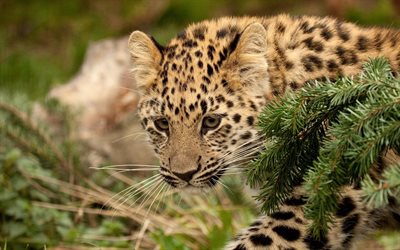 gato selvagem, o leopardo de amur