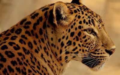 le jaguar, le chat sauvage