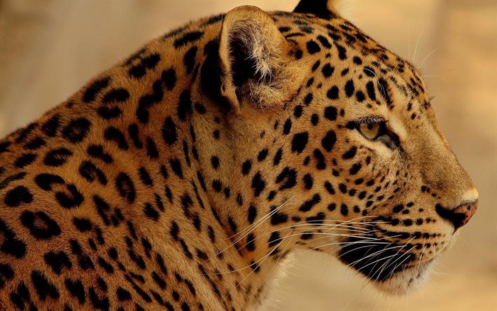 jaguar, wild cat