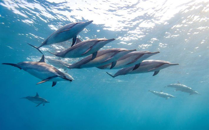 havaí, golfinhos, golfinhos flutuantes, oceano, mundo subaquático