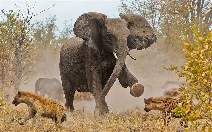elefant, kampelefant, elefantförsvarare