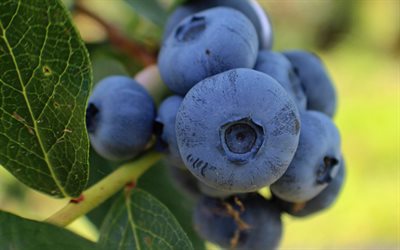 lahina, blueberries, photo lochini, berries, photos of blueberries