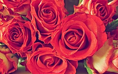 bouquet, red roses, photos of roses
