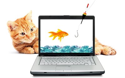 l'ordinateur portable, le poisson rouge, rouge, chat, or reebok