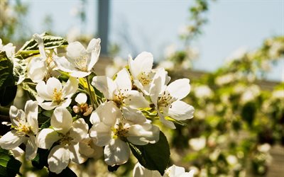 الربيع, المزهرة أشجار التفاح