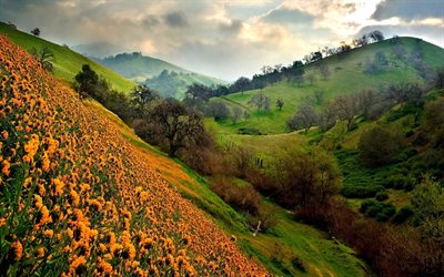 yellow flowers, field, hills, pagarba