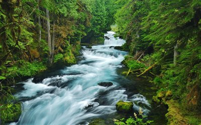 강, 녹색 숲, 자연 사진