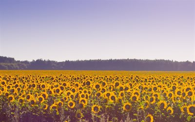 ukraine, field, sunflowers, summer, sonyachnyi