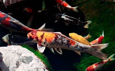 brocado de la carpa, coloridas carpas, peces koi, peces japoneses