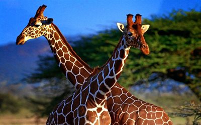 girafa, mortalha, par de girafas