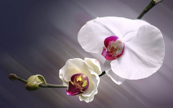분홍색 난초, orchid