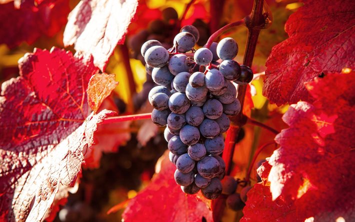 photo, grapes, photo of grapes, autumn