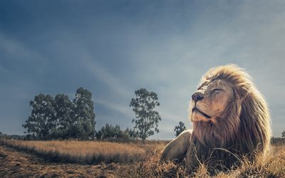 o rei dos animais, leões, céu azul, leão, áfrica